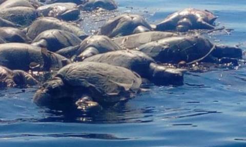 Μακάβριο θέαμα στο Μεξικό: Περίπου 300 σπάνιες χελώνες βρέθηκαν νεκρές στις νότιες ακτές της χώρας