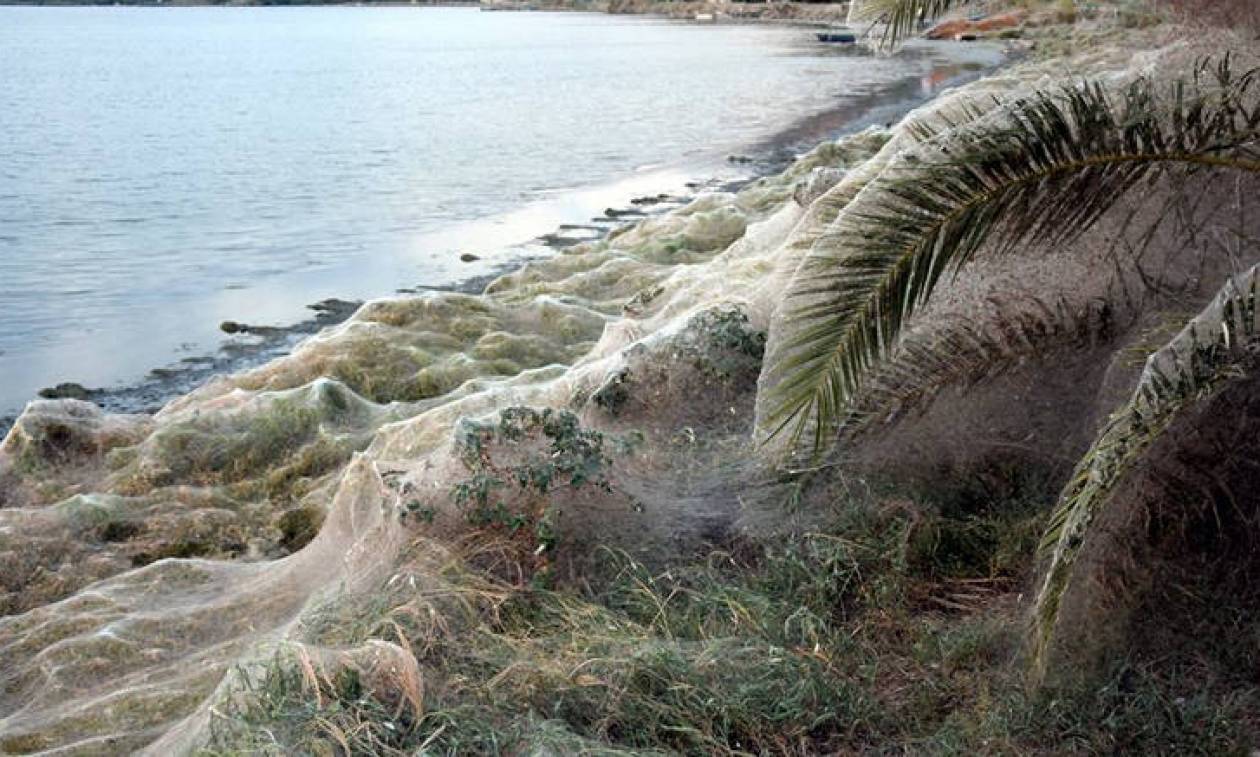 Λύθηκε το μυστήριο με το τεράστιο πέπλο αράχνης στο Αιτωλικό – Αυτή είναι η αιτία (pics)