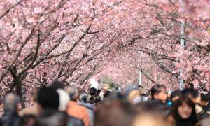 Kyoto: Εκεί όπου οι ανθισμένες κερασιές κλέβουν την παράσταση