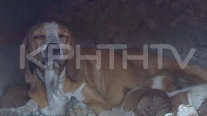 Κτηνωδία: Έκλεισαν σκυλίτσα με τα κουτάβια της σε φούρνο και έβαλαν φωτιά