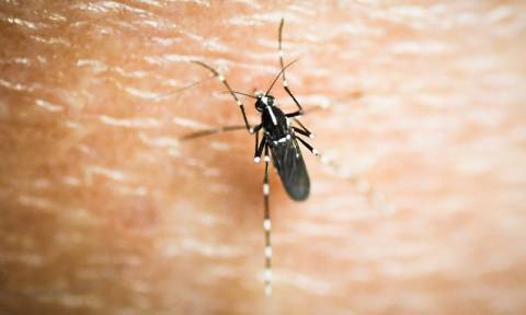 Τα κουνούπια απειλούν τη δημόσια υγεία στην Ευρώπη