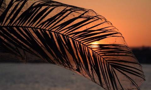 Viral: Το εντυπωσιακό ηλιοβασίλεμα με τους ιστούς αράχνης στο Αιτωλικό (pics)