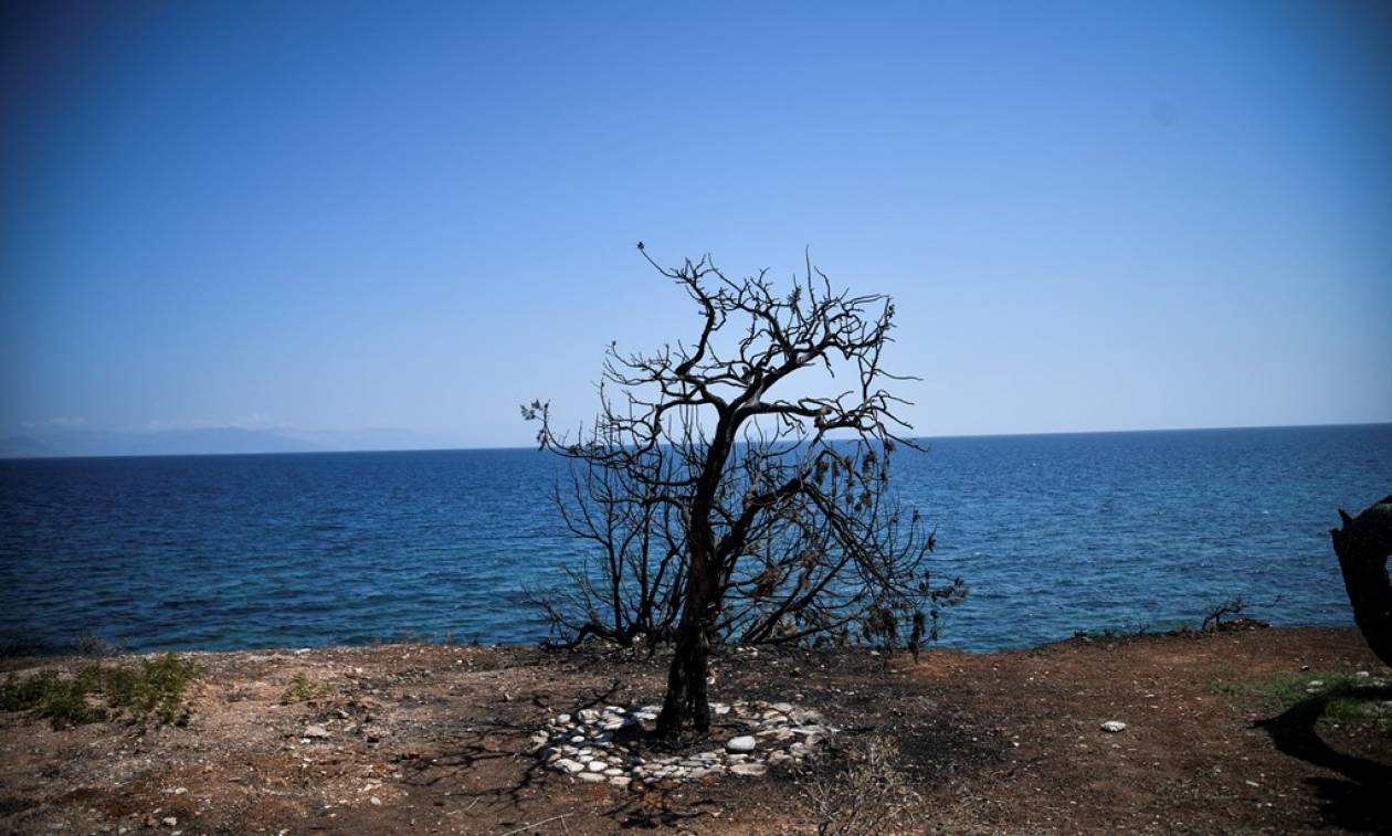 Πυρκαγιά Μάτι: Υπέρ των ενεργειών της Εισαγγελέως του Αρείου Πάγου ο Ζαγοραίος