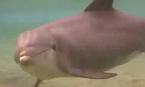 Δελφίνι γεννάει μπροστά στην κάμερα... (video)