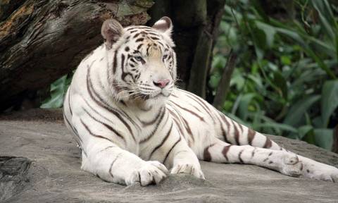 ΣΟΚ στην Ιαπωνία: Σπάνιος λευκός τίγρης κατασπάραξε φύλακα ζωολογικού κήπου