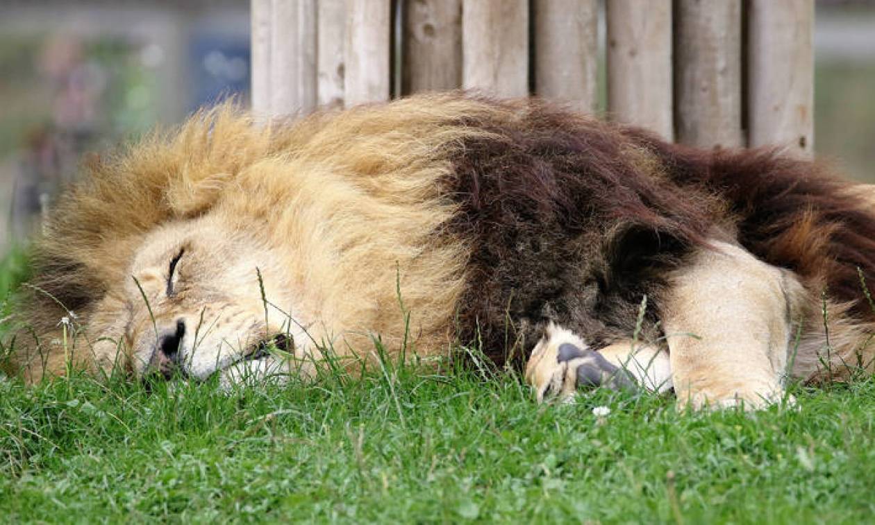 Οργή για τον κυνηγό που σκότωσε δεκάδες άγρια ζώα στην Αφρική για να βγάλει selfies
