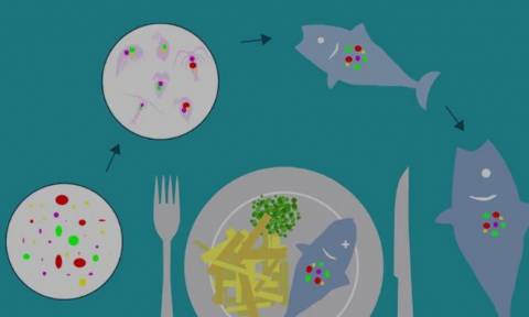 Έρευνα σοκ αποδεικνύει ότι όλοι τρώμε... πλαστικό!
