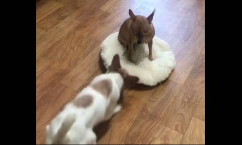 Η μάχη δυο σκύλων για ένα κρεβάτι! (vid)