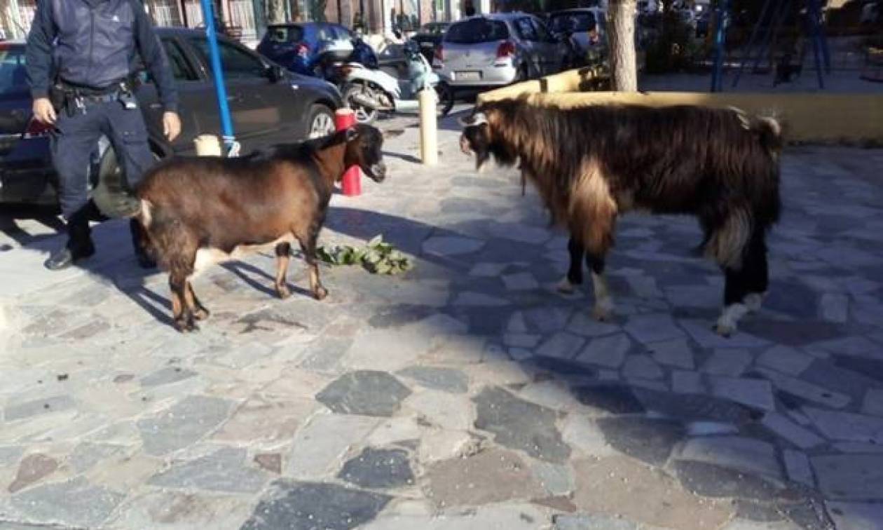 Ηράκλειο: Ένας τράγος και μία κατσίκα αναστάτωσαν κατοίκους και οδηγούς!