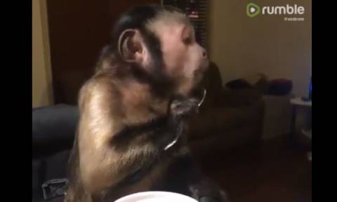 Απίστευτη μαϊμού τρώει παγωτό με… κουτάλι! (vid)