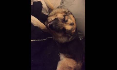 Ένας σκύλος… εγωιστής που αρνείται να σηκωθεί από το κρεβάτι (vid)