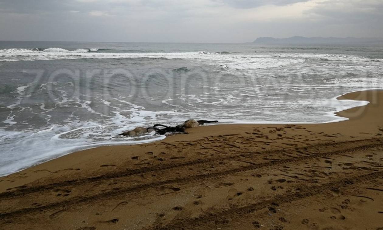 Χανιά: Οι εικόνες που δεν θα ξεχάσει ποτέ κανείς – Έμειναν με το στόμα ανοιχτό (pics)