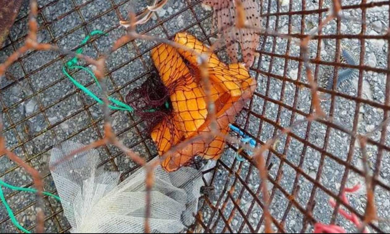 Ρόδος: Τα δίχτυα του ψαρά έκρυβαν… δηλητήριο! Η κίνηση που του έσωσε τη ζωή (vid+pics)