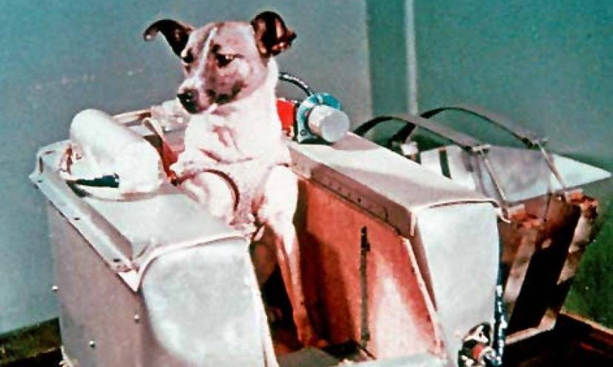 Η τραγική αλήθεια που έκρυψαν για τη Λάικα: Το πρώτο σκυλί στο διάστημα -  Newsbomb