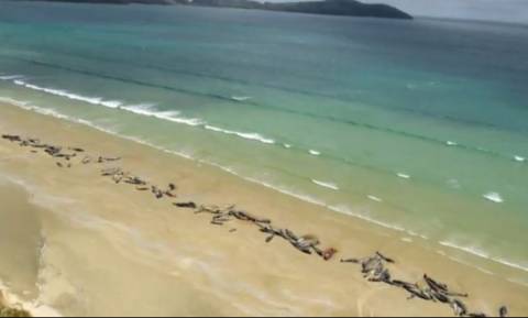 Περίπου 150 μαυροδέλφινα ξεβράστηκαν σε ακτή στα νότια της Νέας Ζηλανδίας (vid)