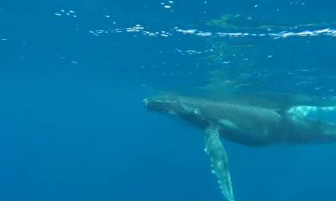 Απίστευτη στιγμή που φάλαινα κολυμπά με το μωρό της (vid)