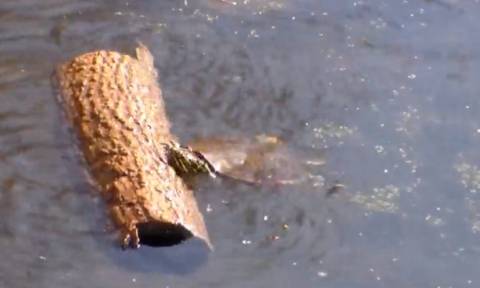 Χελώνα προσπαθεί να βγει από το νερό (vid)
