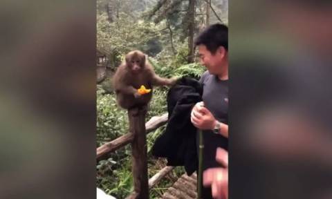 Η μαϊμού που σκουπίζει τα χέρια της από… ρούχο τουρίστα (vid)