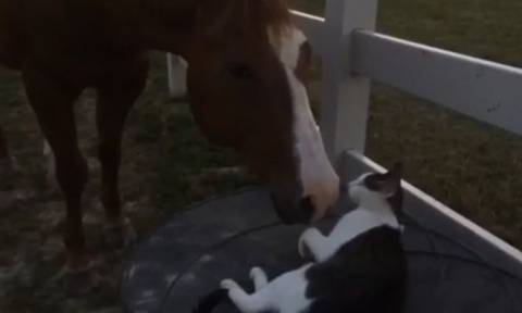 Viral - Το άλογο και η γάτα: Μια απίστευτη φιλία (vid)