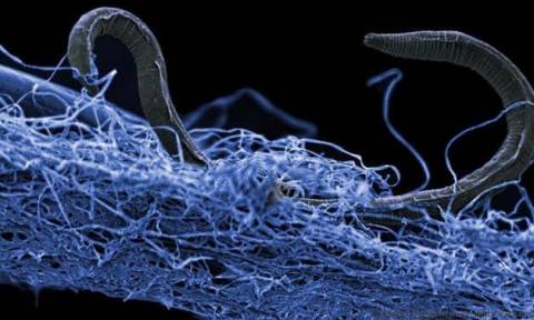Αρχαία απειλή στοιχειώνει τον πλανήτη μας: Μικρόβια - ζόμπι ζουν στο σκοτάδι κάτω από τα πόδια μας