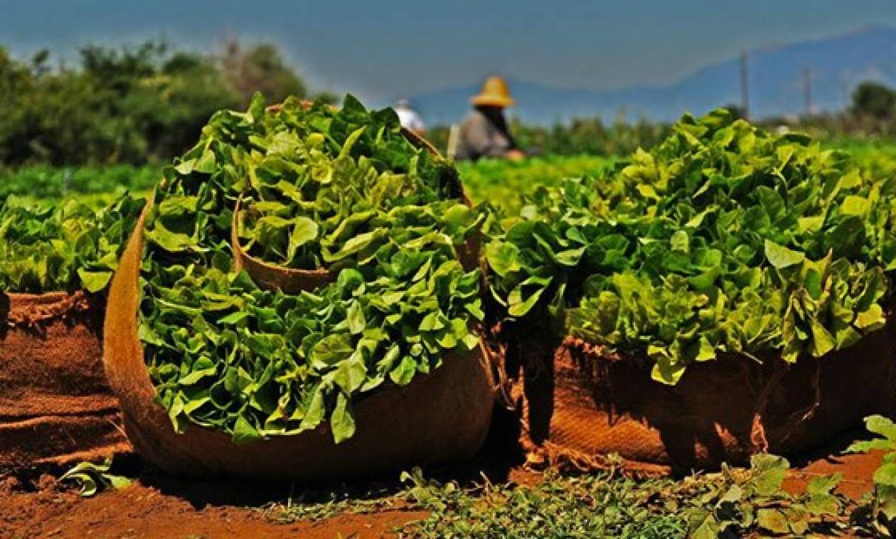 Με πόσα χρήματα θα ενισχυθούν οι καπνοπαραγωγοί