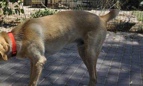 Κοζάνη: Έπαθε το σοκ της ζωής του - Βγήκε βόλτα και του επιτέθηκαν 20 αδέσποτα σκυλιά