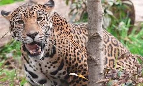 Τρόμος στο Αττικό Ζωολογικό Πάρκο: Σκότωσαν δύο τζάγκουαρ που δραπέτευσαν ενώ ήταν μέσα επισκέπτες