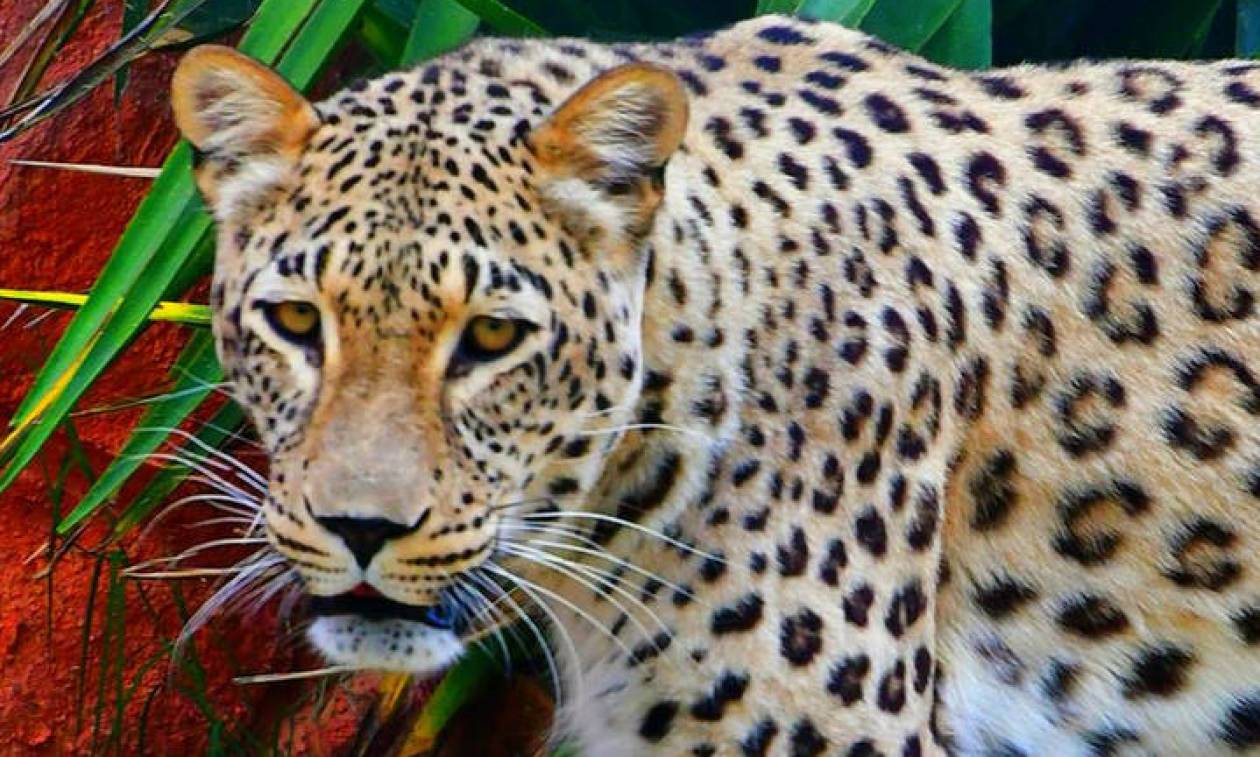 H απάντηση του Αττικού Ζωολογικού Πάρκου για τη θανάτωση των τζάγκουαρ