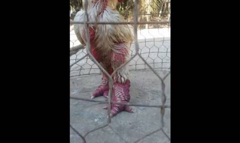 Το κοτόπουλο με τα… τεράστια πόδια (vid)