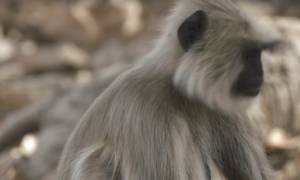Ραγίζει καρδιές: Μαϊμού αρνείται να εγκαταλείψει το νεκρό παιδί της (video)