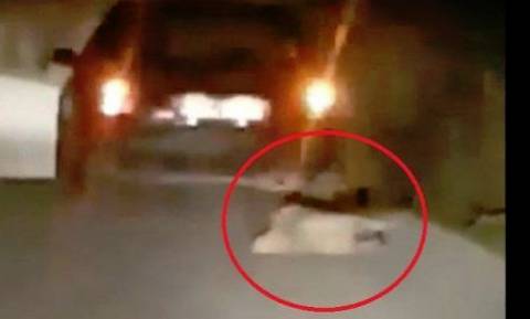 Βόνιτσα: Δικογραφία για 72χρονο που φέρεται να έσερνε σκύλο με το αυτοκίνητό του