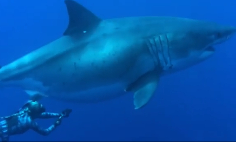 Εντυπωσιακό βίντεο: Κολύμπησαν δίπλα σε γιγάντιο λευκό καρχαρία