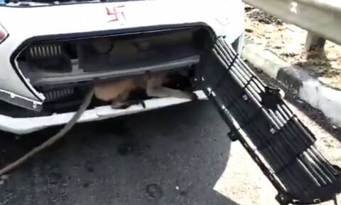 Απίστευτη διάσωση μαϊμούς από τη μηχανή αυτοκινήτου! (vid)