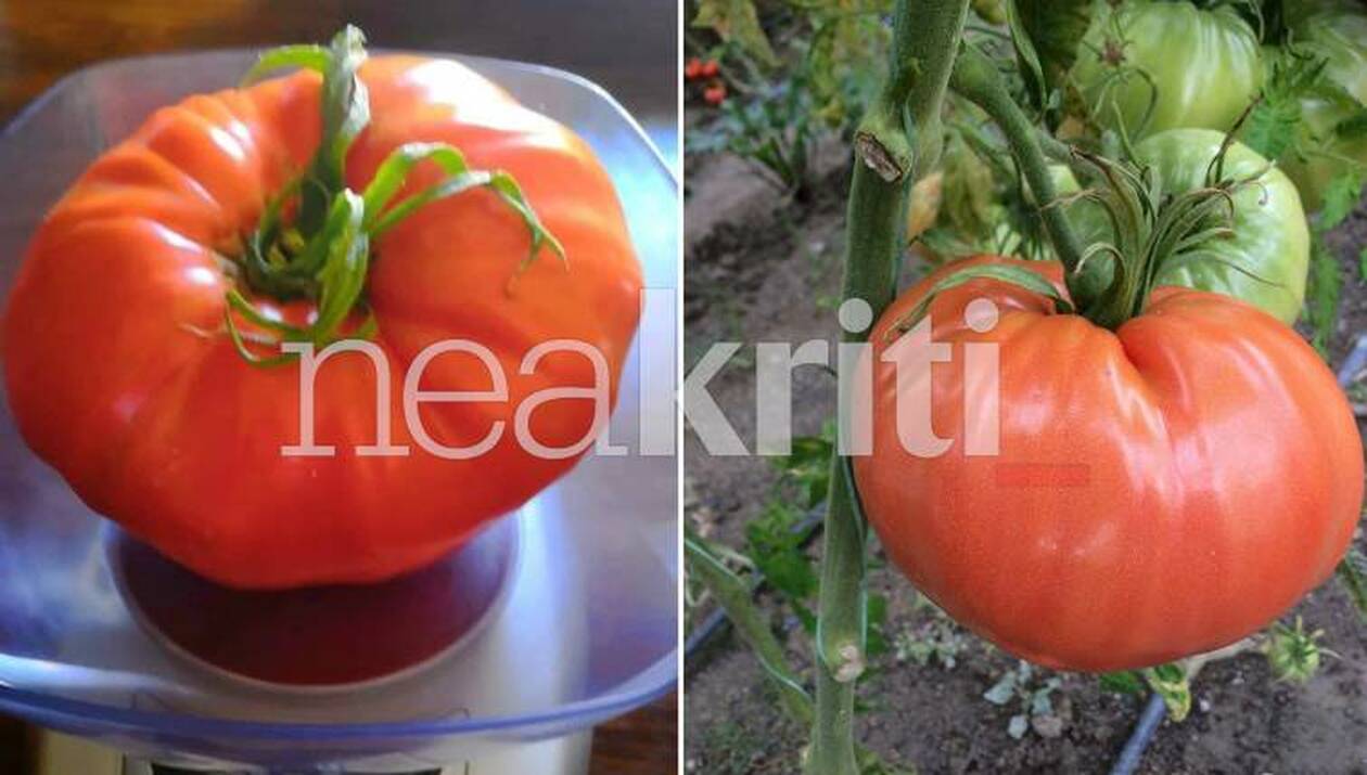 ntomates-1.jpg