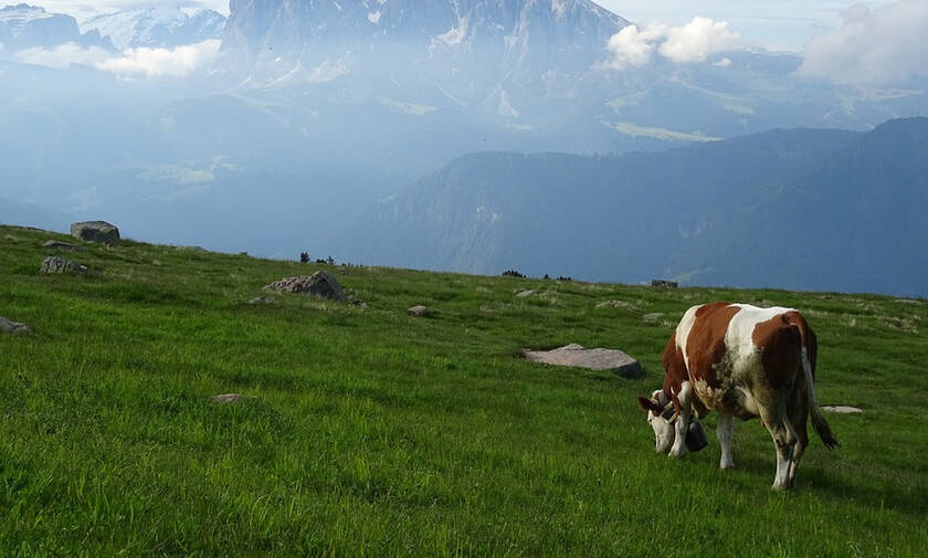 Αυστρία: Νεκρή τουρίστρια από επίθεση αγελάδας - Πρόστιμο «μαμούθ» σε κτηνοτρόφο