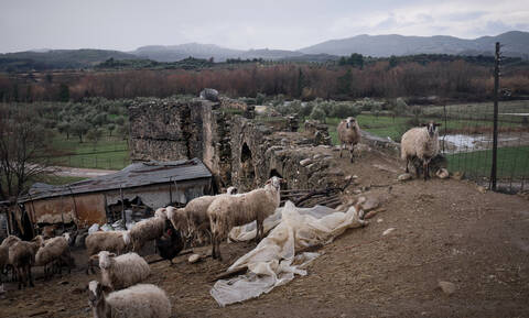 Γρεβενά: Βγάζουν σε πλειστηριασμό... 200 πρόβατα