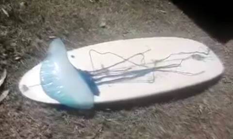 Μπλε μέδουσα δύο μέτρων σκόρπισε τρόμο σε παραλία (video)