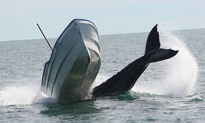 Τρόμος στα ανοιχτά: Όταν το «παιχνίδι» μίας φάλαινας βύθισε ένα ψαροκάικο (Pics)