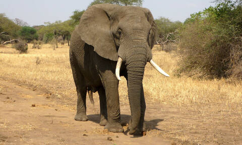 Εξαγριωμένος ελέφαντας σκοτώνει τον εκπαιδευτή που τον βασάνιζε (vid)