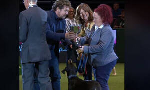 Собака с Кипра стала чемпионом крупнейшей выставки собак «Crufts»