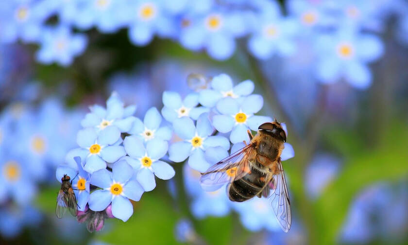  ΕΕ: Η μείωση των μελισσών αποτελεί λόγο ανησυχίας - Πώς δηλητηριάζονται
