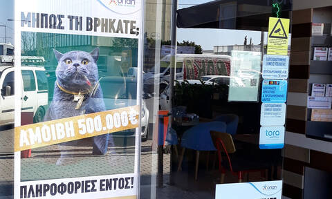 Kυνήγι σε όλη την Ελλάδα για μία γάτα με αμοιβή 500.000 ευρώ