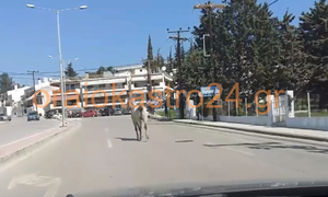 Πρωτοφανείς εικόνες στη Θεσσαλονίκη: Άλογο έκοβε βόλτες στο δρόμο (vid)
