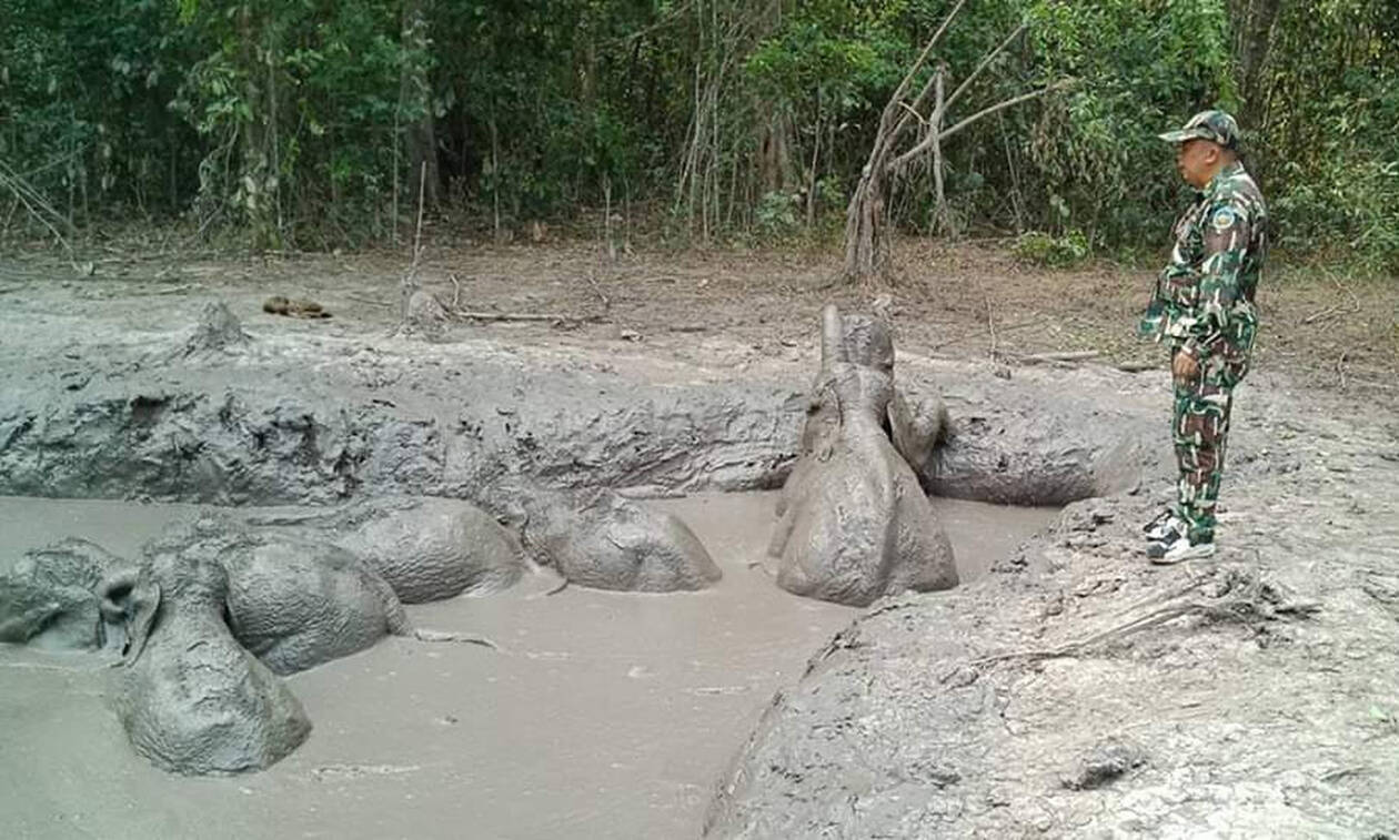 Η αγωνιώδης επιχείρηση διάσωσης για έξι ελεφαντάκια - Δείτε το βίντεο