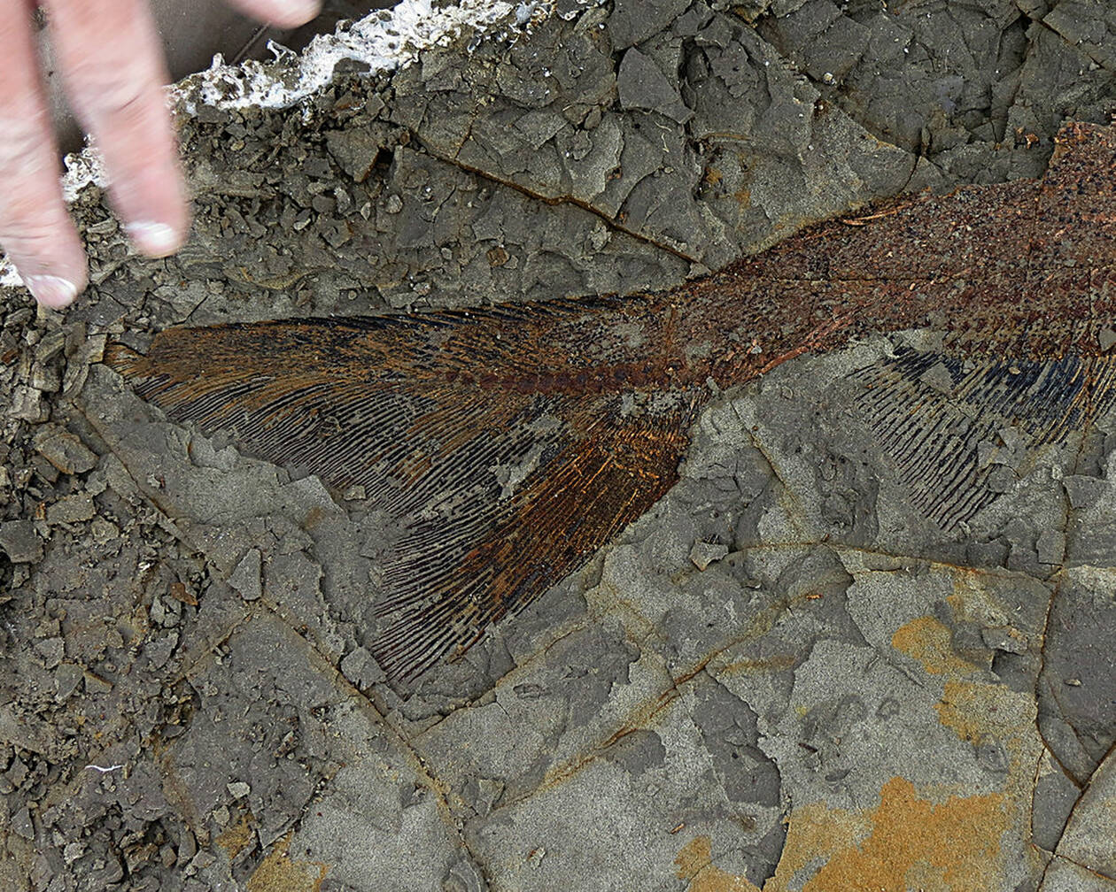 Ανακαλύφθηκαν απολιθώματα από τη μέρα της «Αποκάλυψης» πριν 66 εκατ. χρόνια (ΦΩΤΟ)  