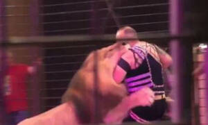 Πανικός σε τσίρκο: Λιοντάρι επιτέθηκε στο θηριοδαμαστή του (video)
