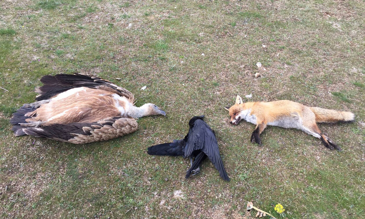 Φρίκη στη Θράκη: Δηλητηρίασαν 5 σπάνια αρπακτικά πουλιά μέσα σε ένα μήνα