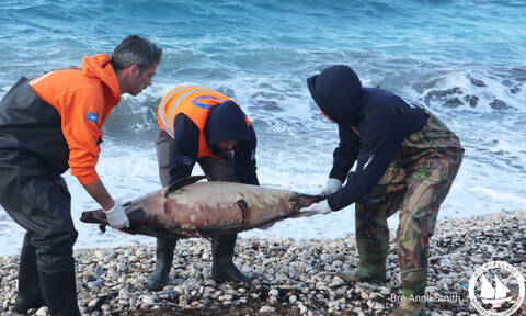Σοκάρουν οι εικόνες με νεκρά δελφίνια στο Βορείο Αιγαίο μετά την τουρκική άσκηση «Γαλάζια πατρίδα»