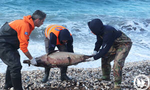 Σοκάρουν οι εικόνες με νεκρά δελφίνια στο Βορείο Αιγαίο μετά την τουρκική άσκηση «Γαλάζια πατρίδα»