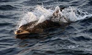 Τι απαντά η Τουρκία για τα νεκρά δελφίνια κατά την άσκηση «Γαλάζια Πατρίδα» (vid)